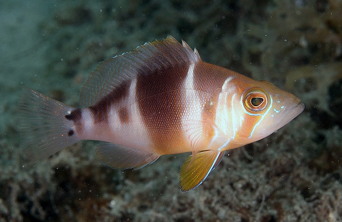 Florida Barred Hamlet